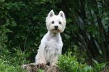 WESTIE 448